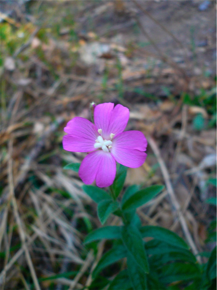 Epilobium hirsutum